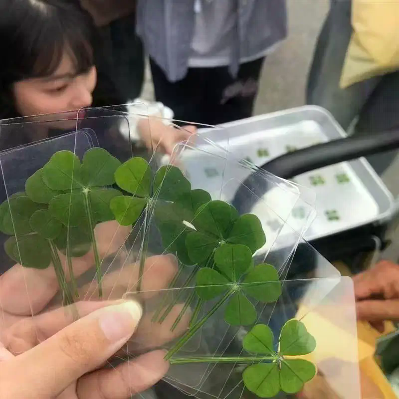 Red Clover Flower - 1/5/10Pcs Lucky Clover Postcards Natural Grass